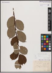 Foto von Salix caprea L.